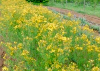 Italia sul podio in Europa per brevetti green, traina il manifatturiero