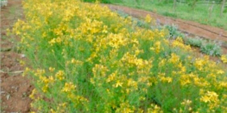 Italia sul podio in Europa per brevetti green, traina il manifatturiero