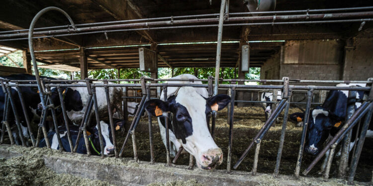 Frode da oltre 20 milioni nel commercio di bovini a Cuneo