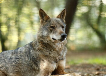 Cinque lupi trovati morti in Abruzzo, Parco ‘ipotesi avvelenamento’