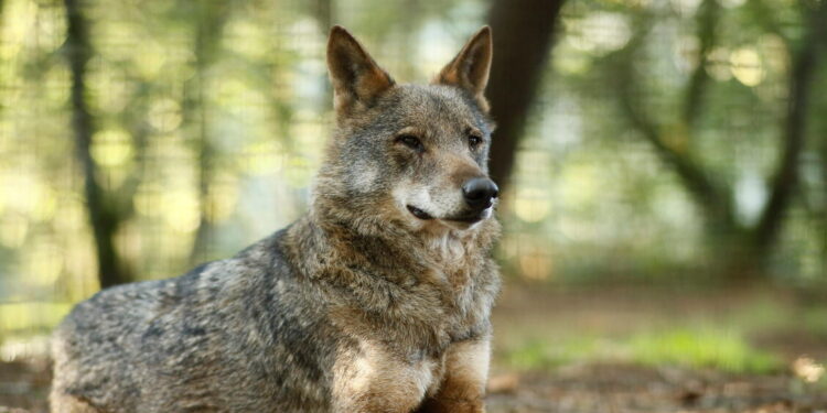Cinque lupi trovati morti in Abruzzo, Parco ‘ipotesi avvelenamento’