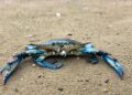 Polpi allevati in laboratorio per arginare l’invasione del granchio blu