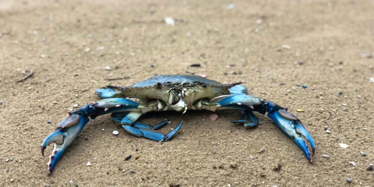 Polpi allevati in laboratorio per arginare l’invasione del granchio blu