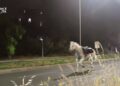 In fuga cavalli della parata 2 giugno, al galoppo sulla Colombo