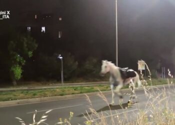 In fuga cavalli della parata 2 giugno, al galoppo sulla Colombo