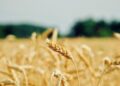 Fao, gli oli vegetali spingono al rialzo i prezzi alimentari