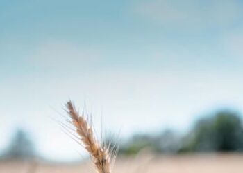 Fao, stabile l’indice dei prezzi alimentari a maggio