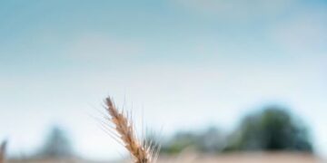 Fao, stabile l’indice dei prezzi alimentari a maggio