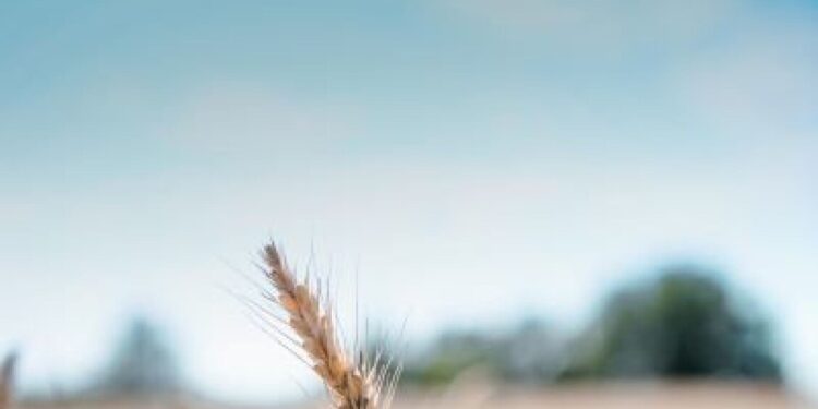 Fao, stabile l’indice dei prezzi alimentari a maggio