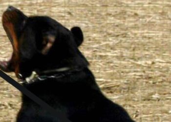 Bimba di 6 anni azzannata da un cane randagio, ‘condizioni stabili’