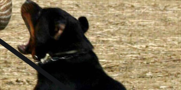 Bimba di 6 anni azzannata da un cane randagio, ‘condizioni stabili’
