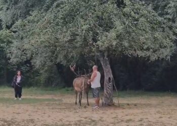 Cervi ‘braccati’ da turisti, Scanno prepara ordinanza anti-maleducati