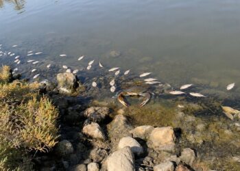 Il caldo soffoca cozze e vongole mentre il granchio blu si moltiplica senza sosta