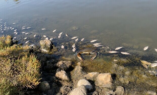 Il caldo soffoca cozze e vongole mentre il granchio blu si moltiplica senza sosta