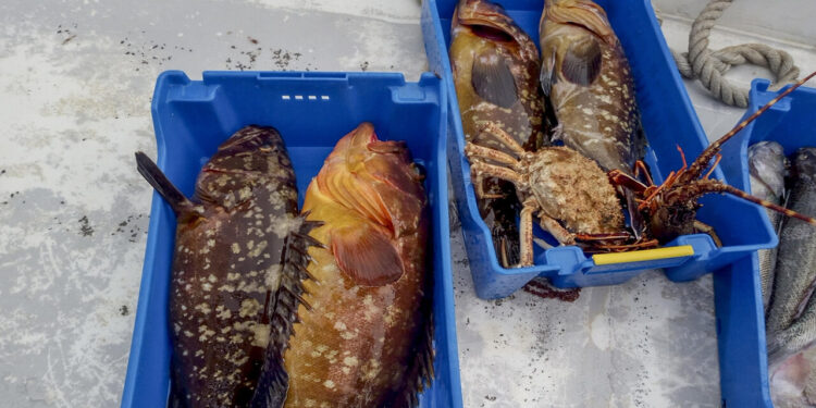 Pesca e acquacoltura: Masaf, 3 milioni di euro per il Fondo di solidarietà nazionale