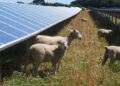 Gse, le Cer crescono in Italia con benefici sociali e per i territori