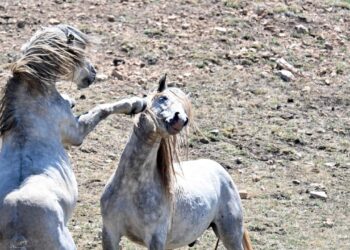 Un branco di cavalli bradi aggredisce il loro cane, una famiglia soccorsa in elicottero