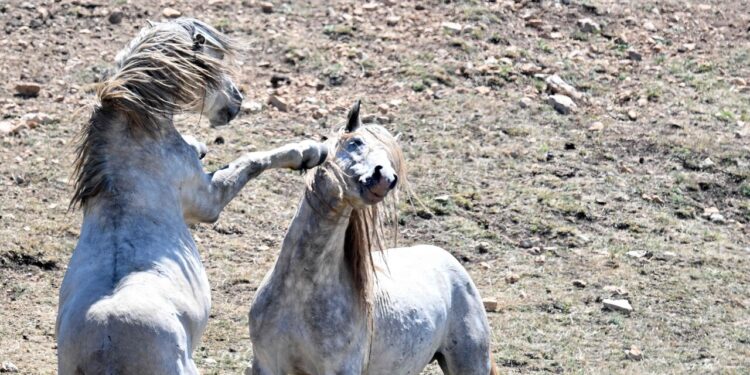 Un branco di cavalli bradi aggredisce il loro cane, una famiglia soccorsa in elicottero