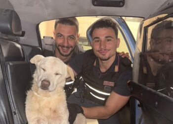 Cane ferito e disperso salvato dalla polizia, Whisky ridato ai proprietari
