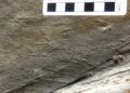 Il mistero del Paleodictyon: ecco chi disegna esagoni nei fondali marini da mezzo miliardo di anni