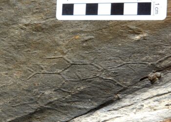 Il mistero del Paleodictyon: ecco chi disegna esagoni nei fondali marini da mezzo miliardo di anni