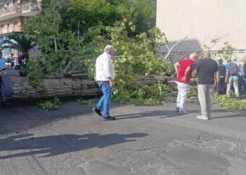 Albero cade su due studenti universitari a Cassino, sono in ospedale