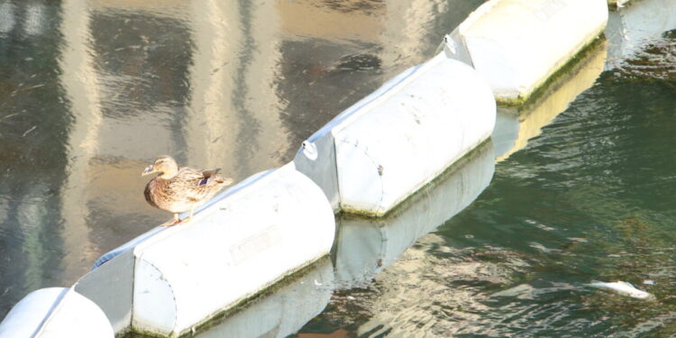 Migliora la situazione nel Naviglio, sostituiti i pannelli assorbenti