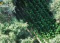Una piantagione di cannabis da 400 metri quadrati sequestrata nel Foggiano