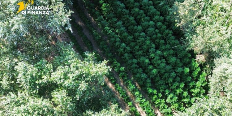 Una piantagione di cannabis da 400 metri quadrati sequestrata nel Foggiano