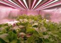 Il CNR scopre come aumentare la vitamina B9 con la luce negli ortaggi a foglia