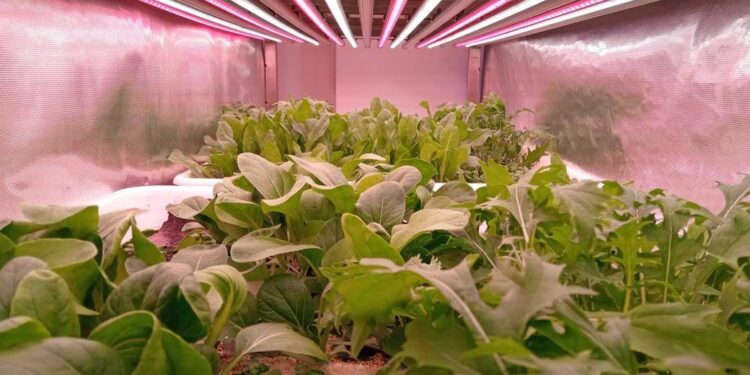 Il CNR scopre come aumentare la vitamina B9 con la luce negli ortaggi a foglia