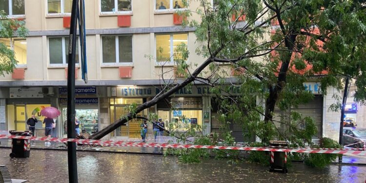 Ondata di maltempo, crolla un albero nel centro di Napoli
