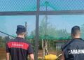In casa ha due serval, felini vietati confiscati nel Bresciano